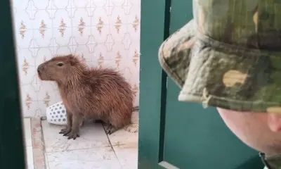 Agente da Polícia Ambiental observa Capivara dentro de um banheiro.