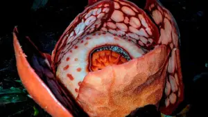 Flor de coloração vermelho-arroxeada