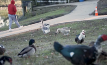 Gansos e patos caminham pela grama de um parque enquanto uma pessoa de moletom vermelho passa por uma trilha de concreto ao fundo, próxima a um lago.