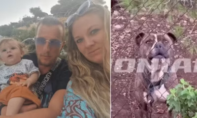 Cão resgatado por família na Grécia mata menino no quintal de casa