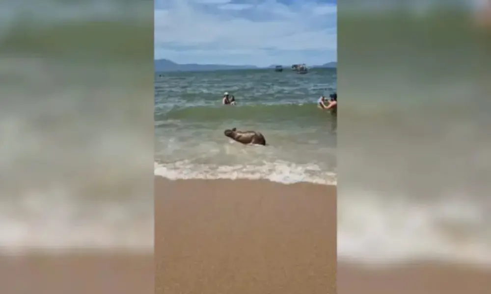 Capivara surpreende banhistas na praia do Calheiros
