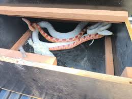 Duas cobras-do-milho são achadas em pacote enviado de Bauru