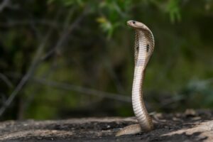 Imagem mostra cobra em uma área verde.