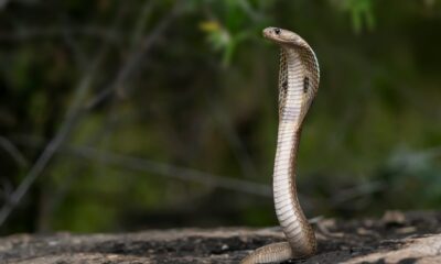 Imagem mostra cobra em uma área verde.