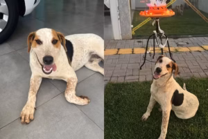 Polícia investiga morte de cachorro baleado